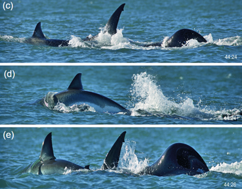 A three-paned split image. Each shows various stages of the orca attacking the great white. The photos are taken from above the water, so only fins are visible.