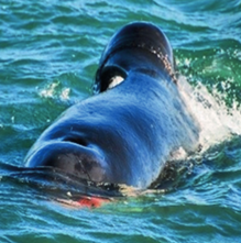 An orca is visible above the water, holding something red in its mouth. The dorsal fin is flopped to the left.