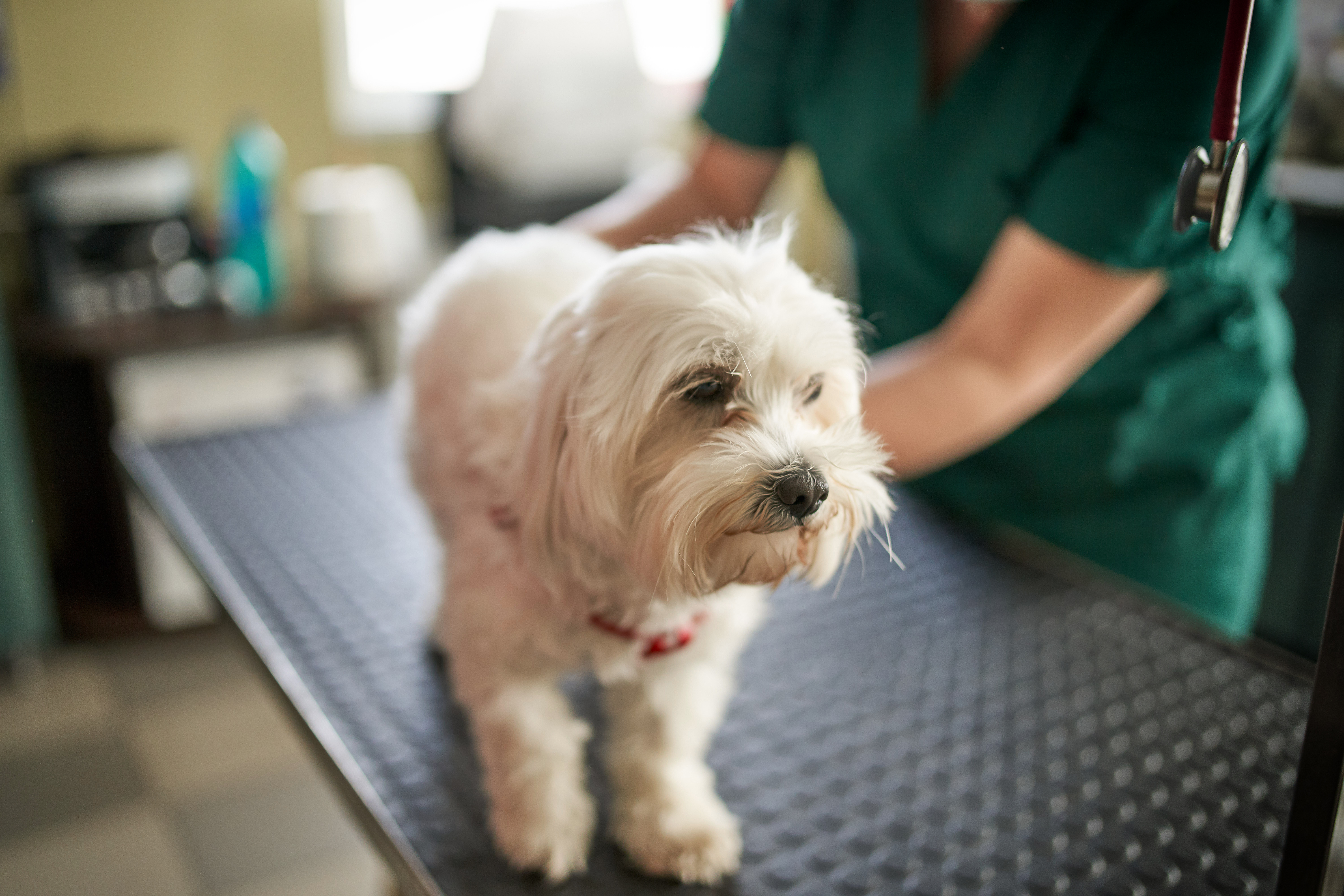 Vet bills have soared in Canada. Is pet insurance worth the cost?