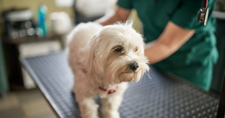 Vet payments have soared in Canada. Is pet insurance coverage worth the value? – National