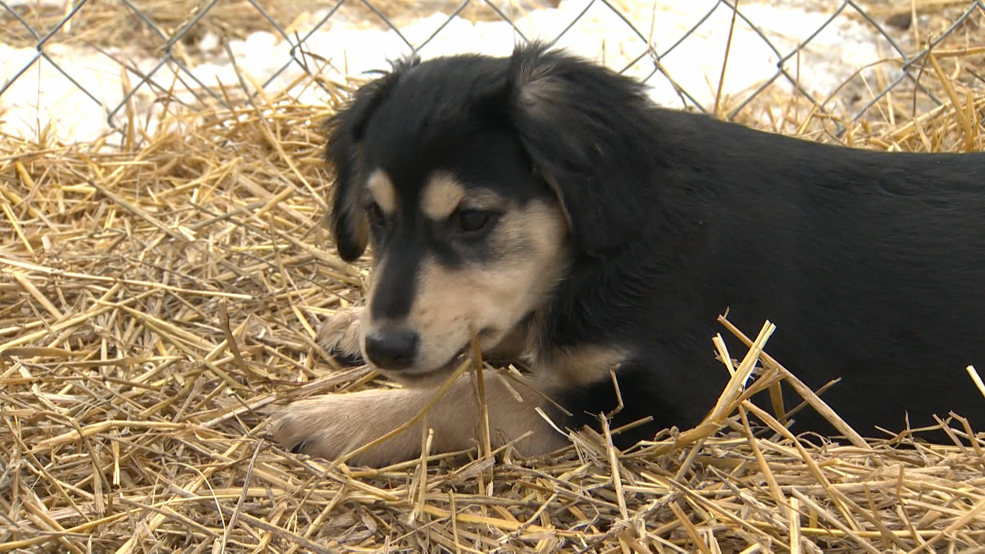 Коне прасета кокошки овце и кучета живеят мирно в Wild