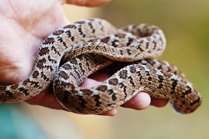Salmonella outbreak linked to snakes, rodents has infected 70 in Canada