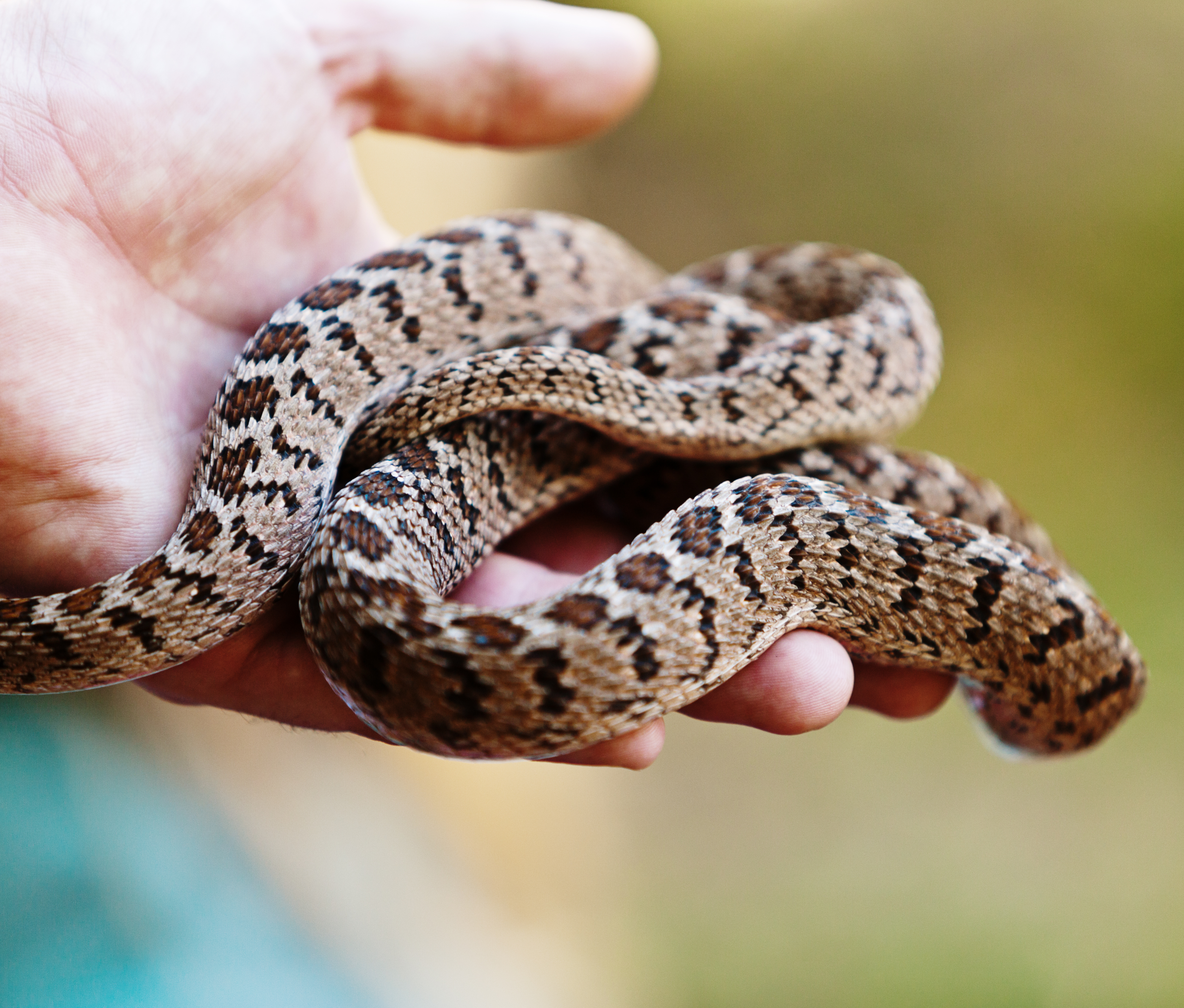 Salmonella outbreak linked to snakes, rodents has infected 70 in Canada