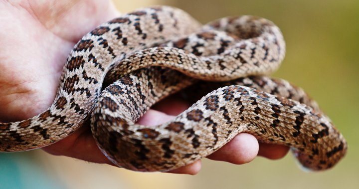 Продължаваща епидемия от салмонела в Канада, свързана със змии и