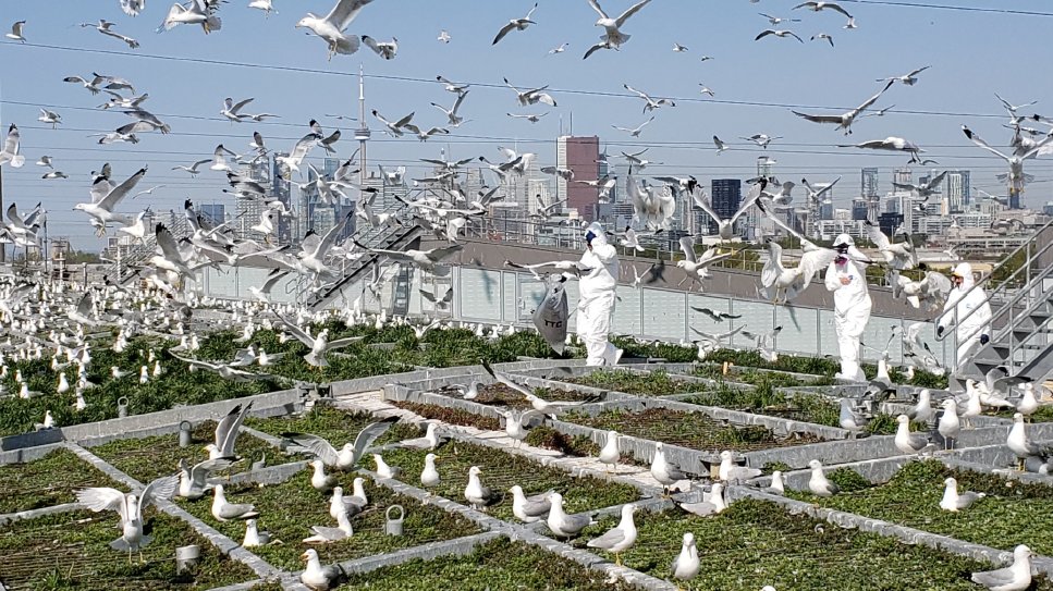 TTC to use sound cannons to keep away problematic seagulls