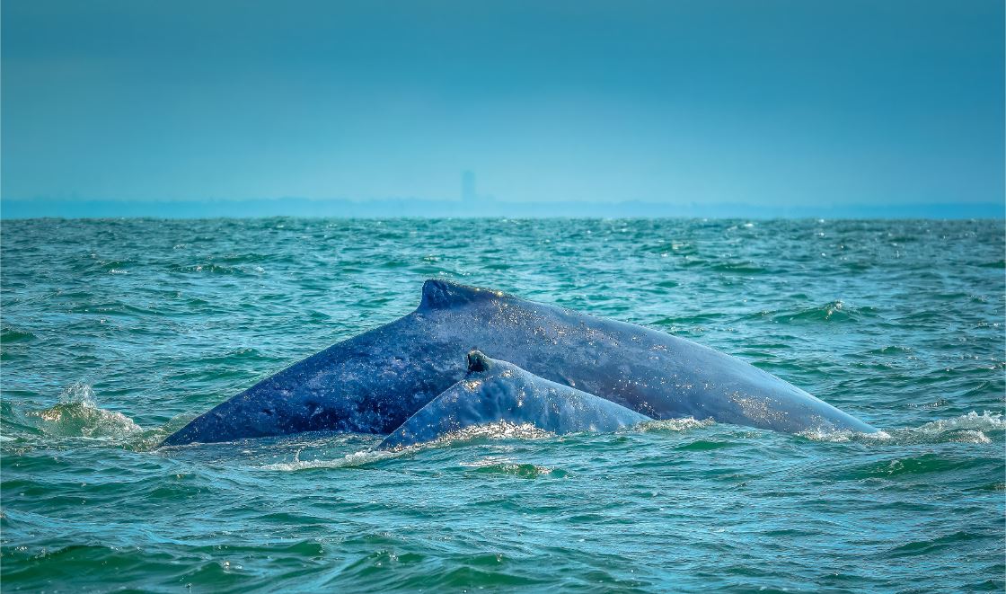 През последните две десетилетия активността на гърбатите китове се увеличава