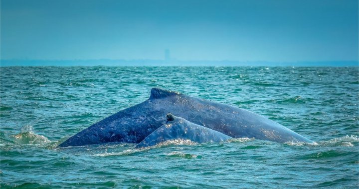 Проучване на UBC открива 8 гърбати кита, заплетени в продължение на 13 години в рибни стопанства