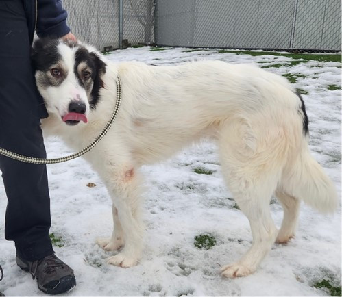 Wally, a Border Collie Cross pup, finds his 'fur-ever' home.
