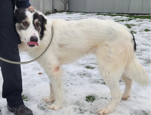 „Това е любовта“: Раненото бездомно куче Уоли получава нова „каишка“ за живот