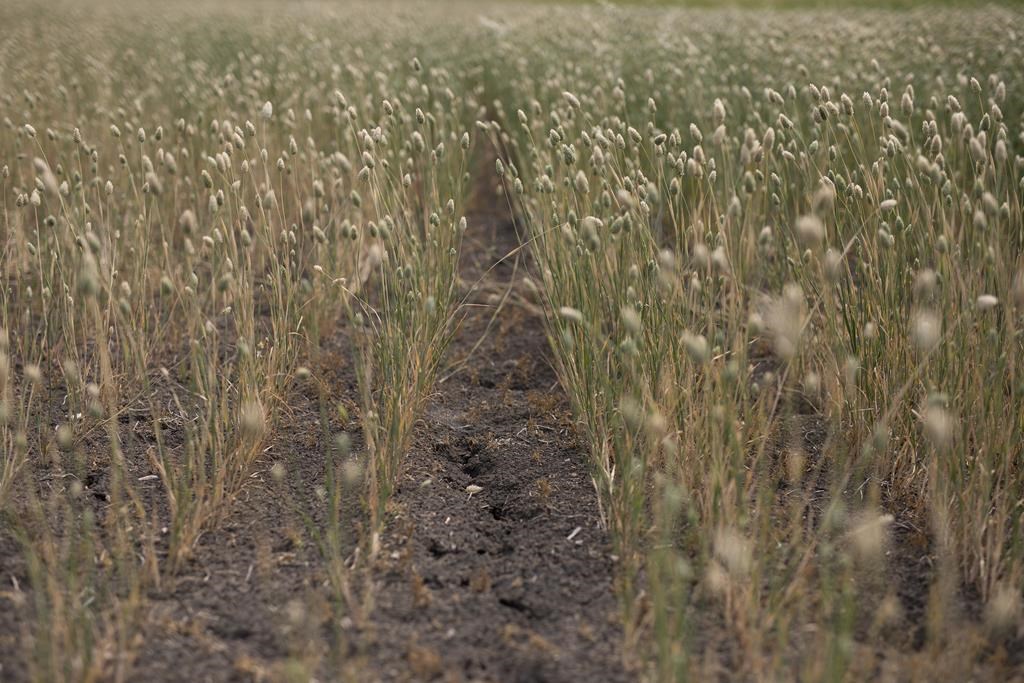 Seeds planted for in-depth review of Saskatchewan farming, province says