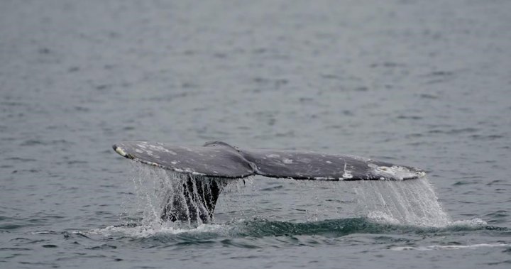 Племето Makah от щата Вашингтон получи одобрение за повторен лов на сиви китове