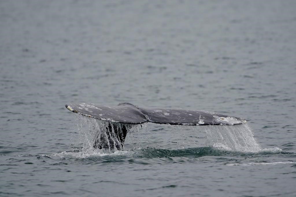 Makah Tribe of Washington state granted approval to hunt grey whales again