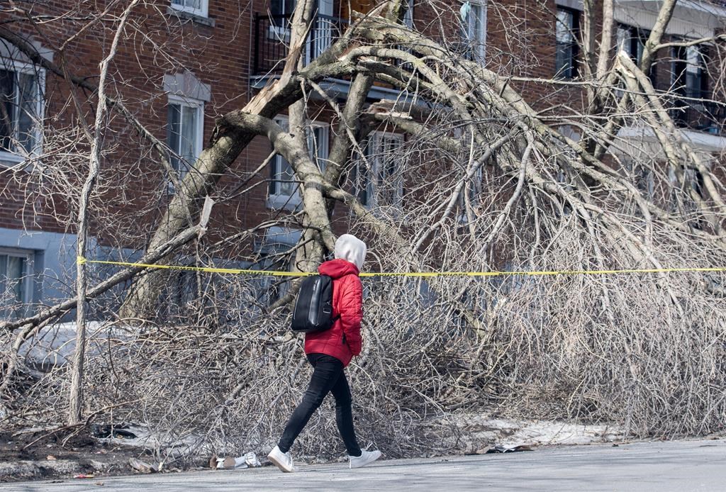 Hydro-Québec expects to fix remaining power outages from Thursday storm by end of day
