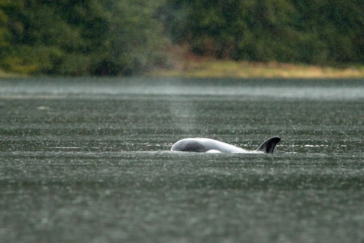 Clock ticking for B.C. orca calf rescue, Vancouver Aquarium official says