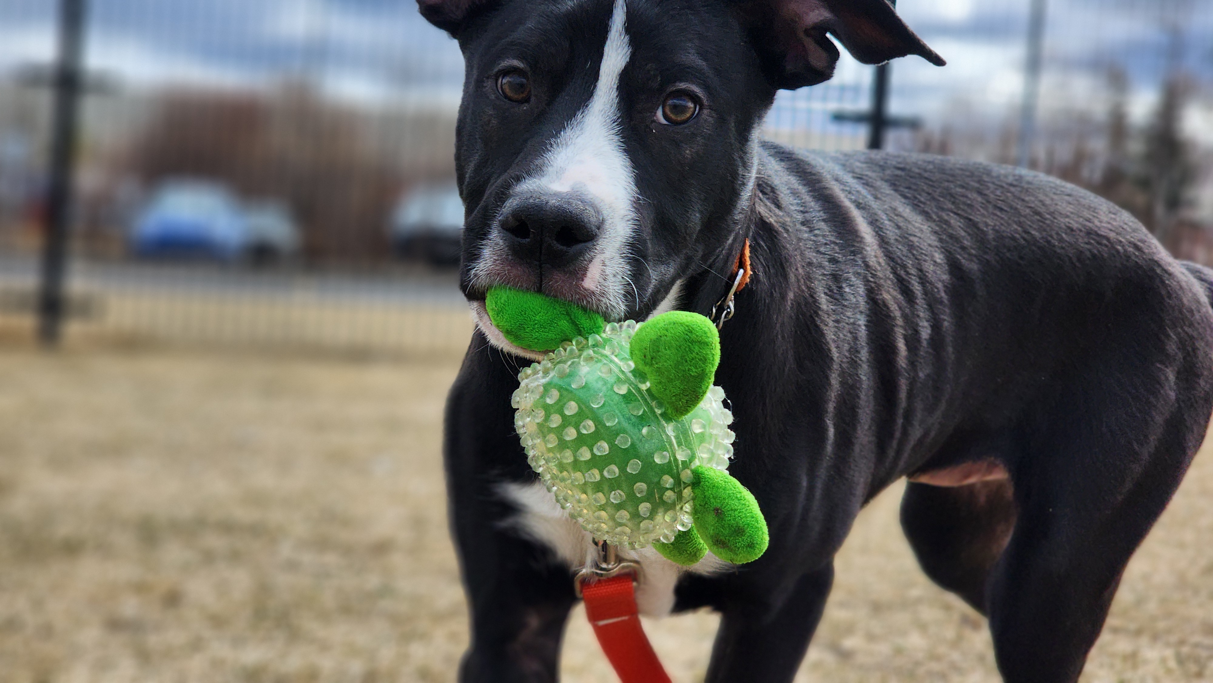 В опит да намери повече животни техен вечен дом по бързо