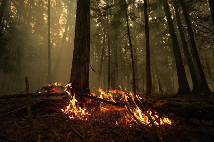 Wildfires spark evacuation alert for Endako, B.C.