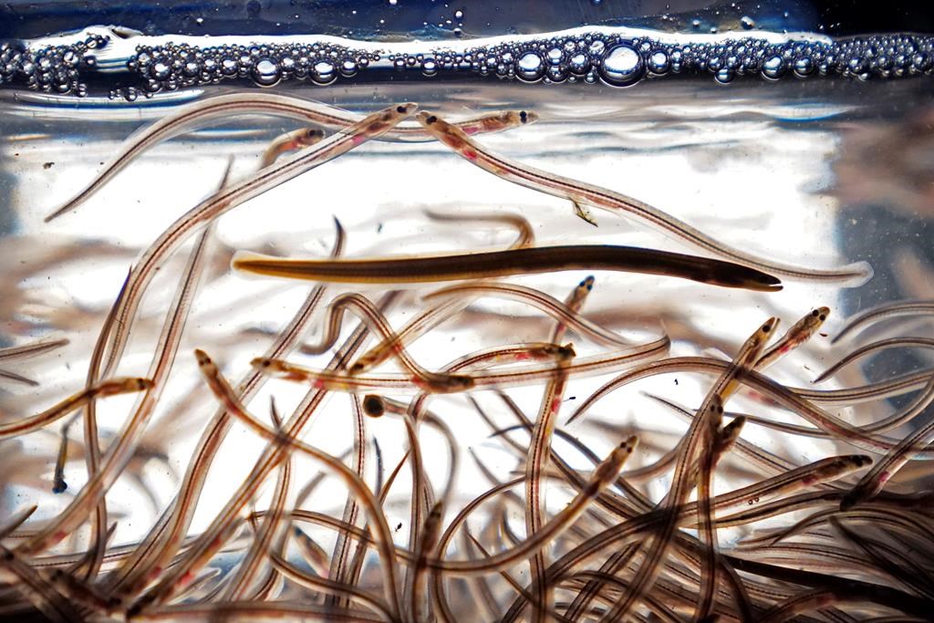 Five people from Maine arrested in Nova Scotia for illegally fishing baby eels