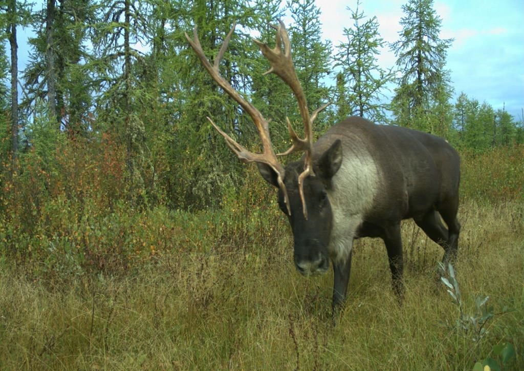 Research suggests climate change, not habitat loss, may be the biggest threat to the survival of threatened caribou herds. A caribou moves through the Algar region of northeastern Alberta in September 2017 in a handout photo. 