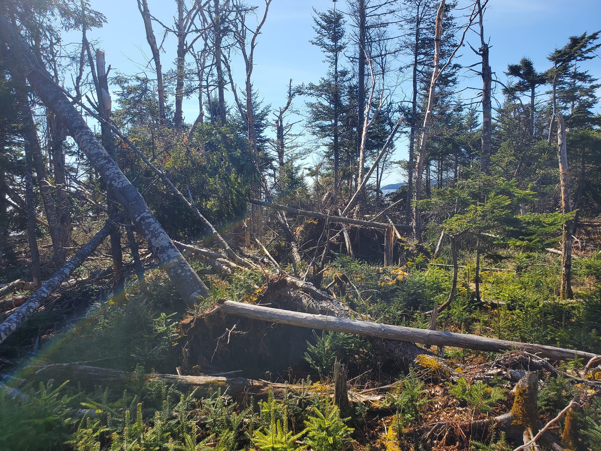 Силните ветрове и дъжд през тази зима са нанесли най много