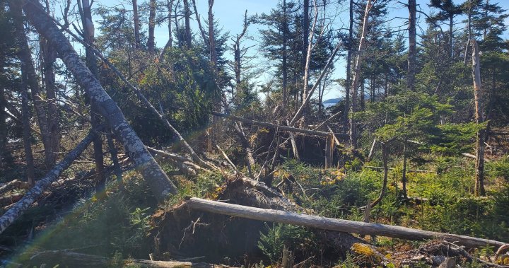 Strong winter storms cause unprecedented damage to Irving Nature Park in Saint John