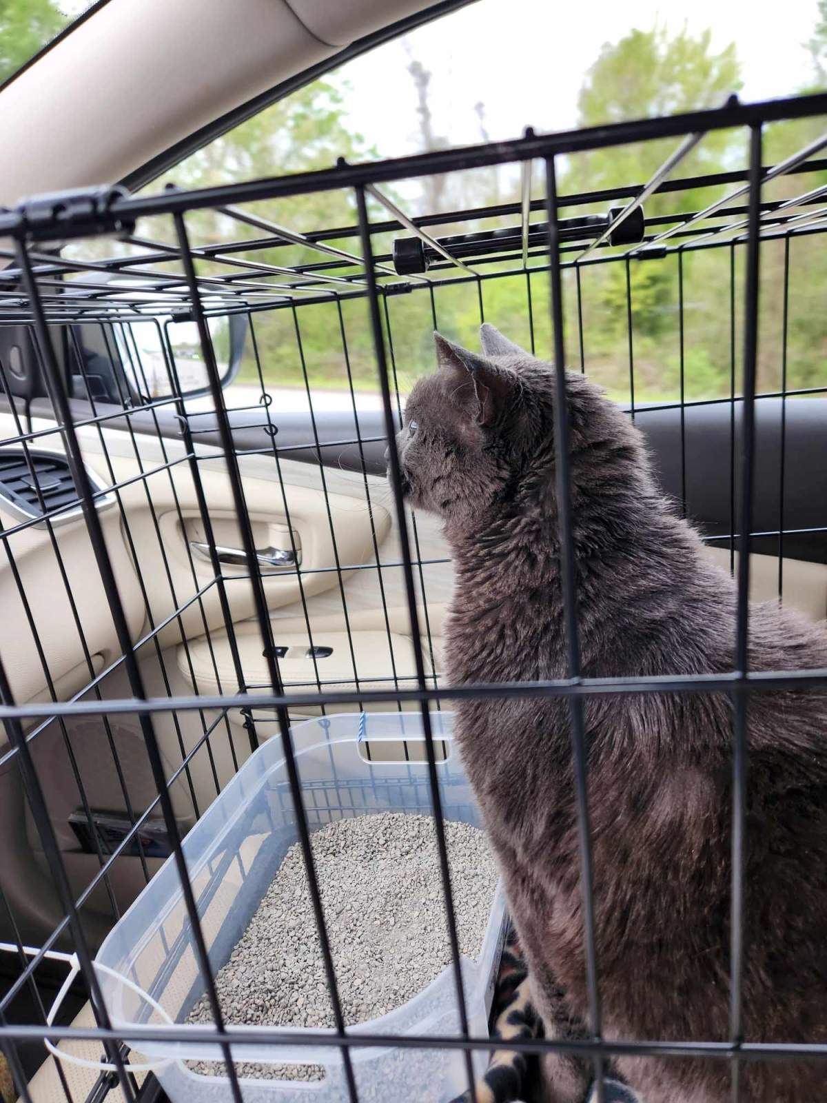 Sam the missing Russian Blue cat sitting in a crate in a car while being driven from Arkansas back to Arizona.