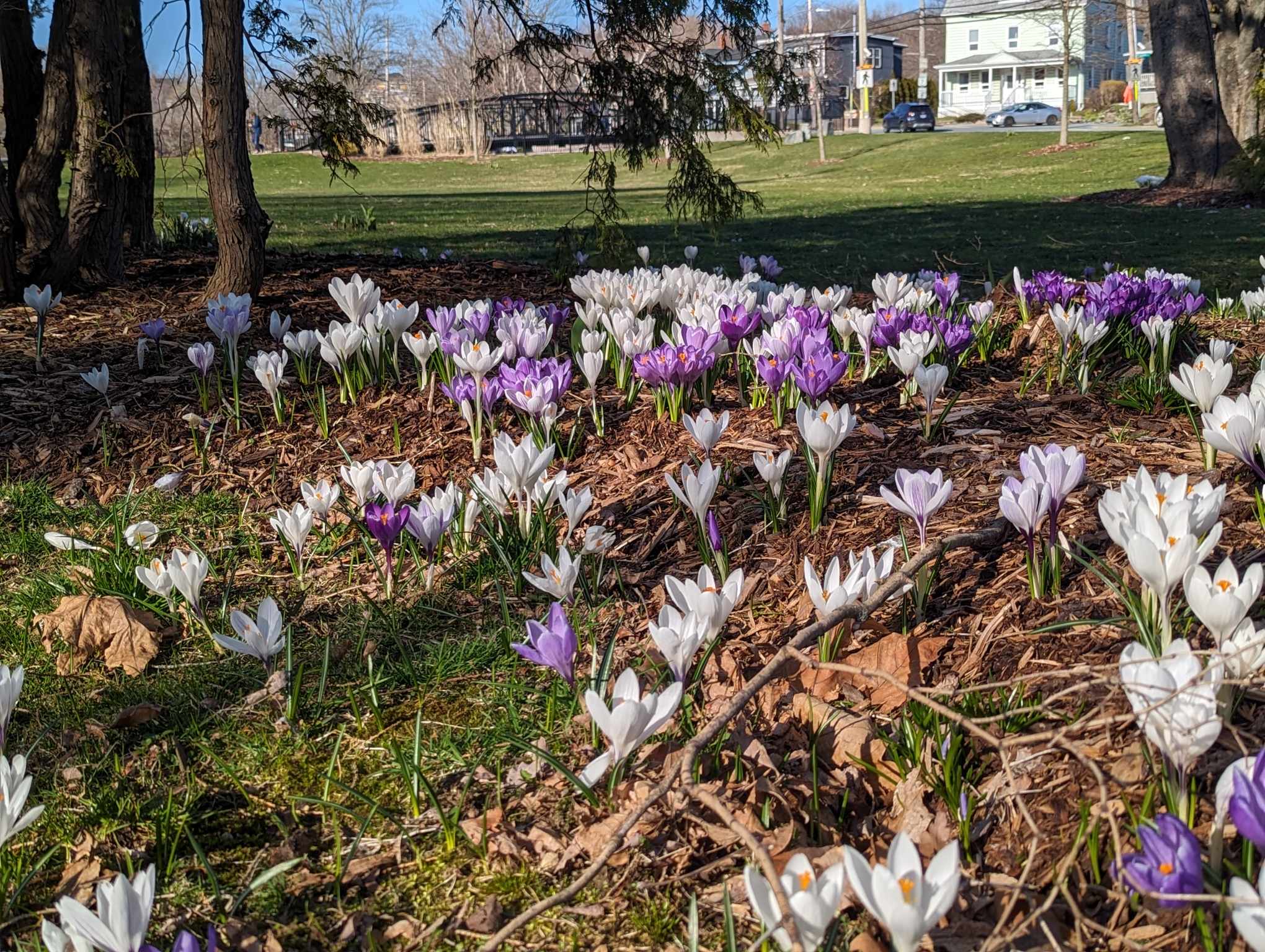 Близо един месец след пролетта  жителите на Нова Скотия най накрая
