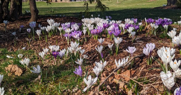 Жителите на Нова Скотия и фирмите се радват с настъпването на пролетното време