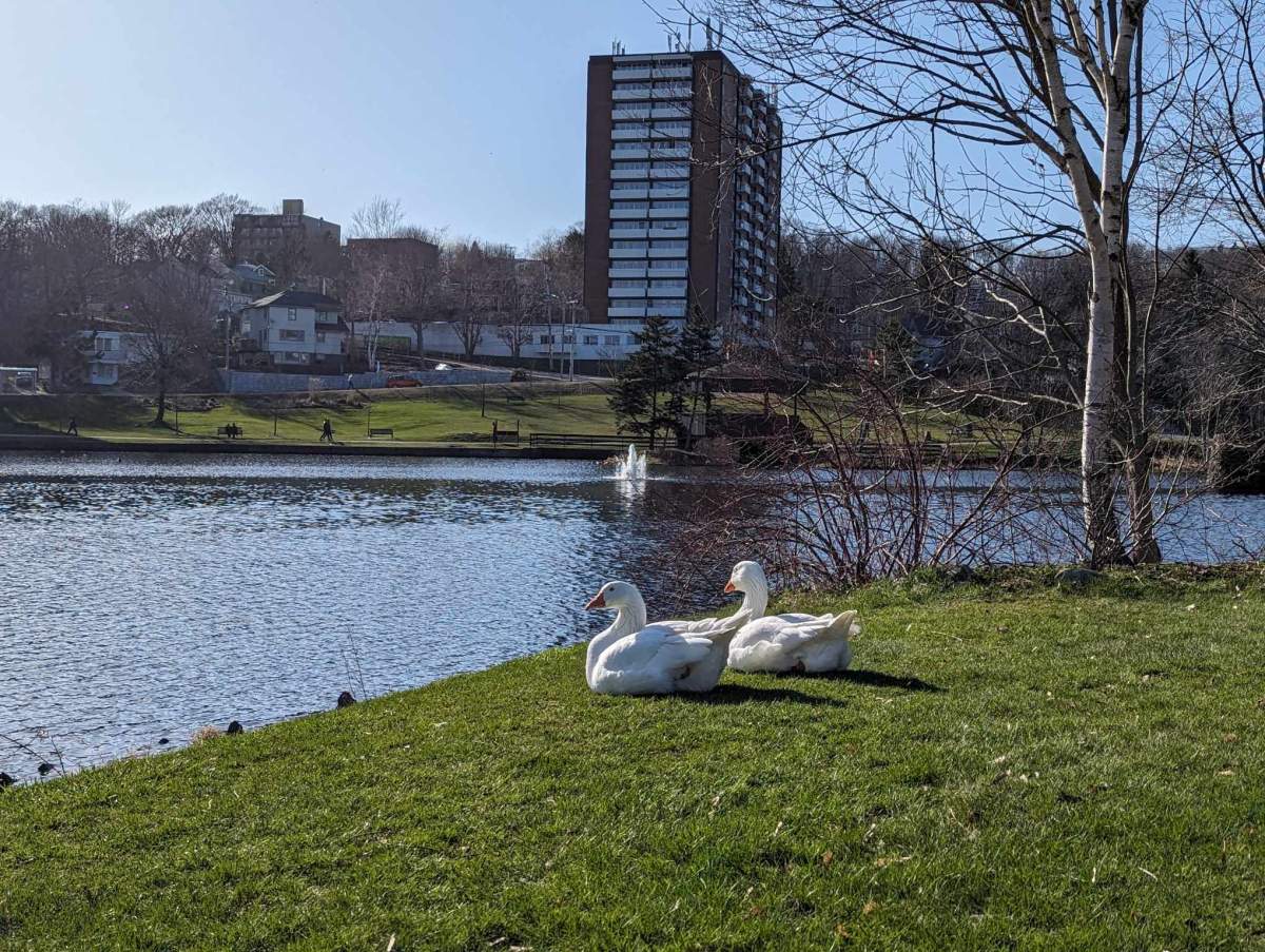 Geese Sullivan's Pond Dartmouth NS