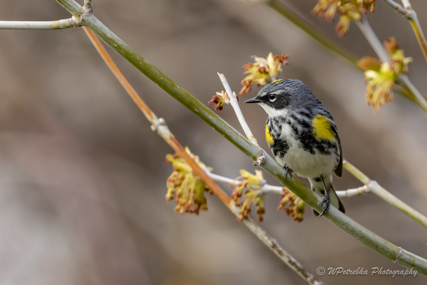 Start of spring migration has Manitoba birdwatchers flocking together