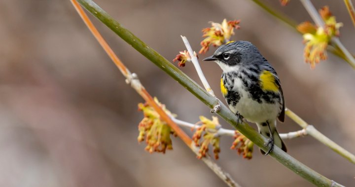 Началото на пролетната миграция кара наблюдателите на птици от Манитоба да се събират заедно