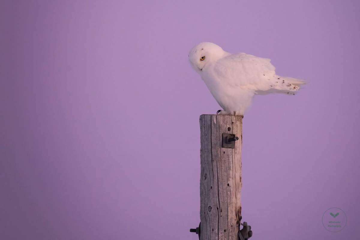 A snowy owl captured by Potrebka. Potrebka is a licensed photography guide for both snowy owls and great grey owls.