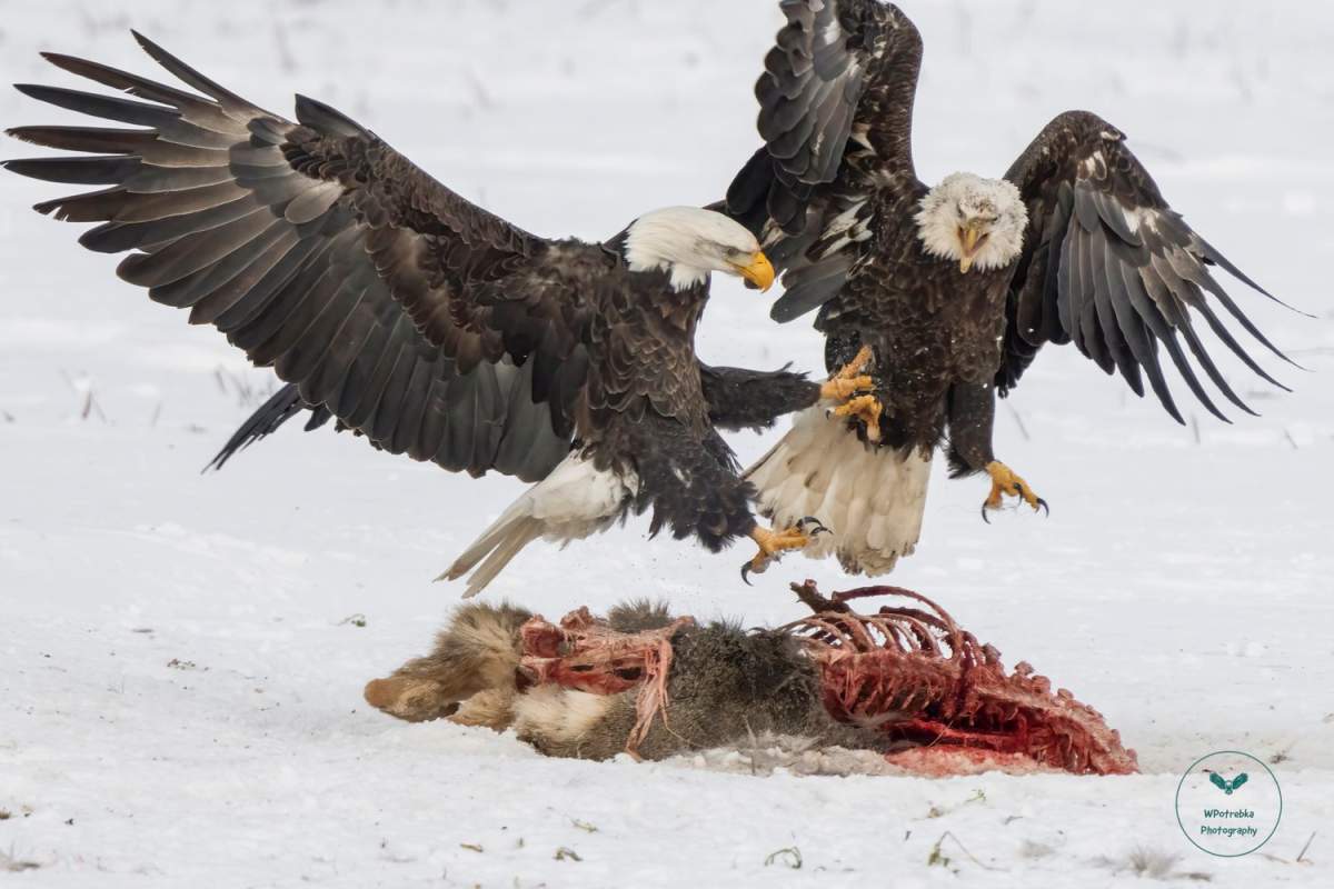 Walter Potrebka captured this image of two bald eagles fighting over the remnants of a deer killed by wolves.
