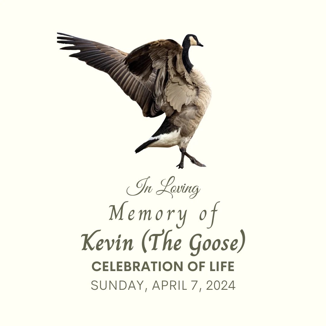 A celebration of life has been planned for Sunday at Slackwater Brewing in Penticton for Kevin the goose.