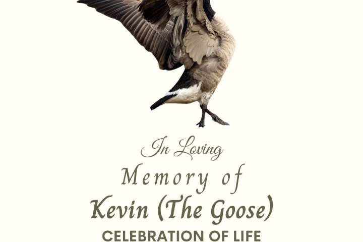 Celebration of life planned for Penticton, B.C.’s beloved fallen goose