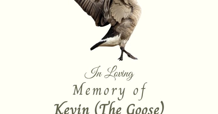 Честване на живота, планирано за любимата паднала гъска на Пентиктън, Британска Колумбия