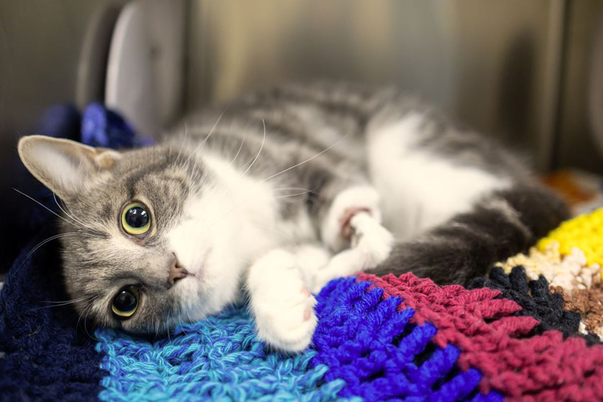 Blossom went under the knife on Tuesday.