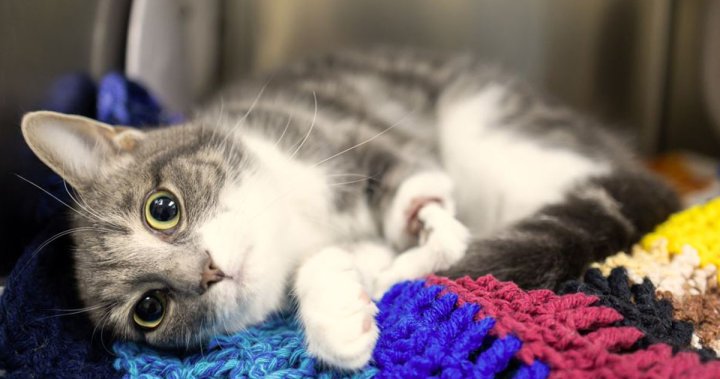 Избухването на спешни лечения за котки накара хуманното общество на Китчънър да търси помощ