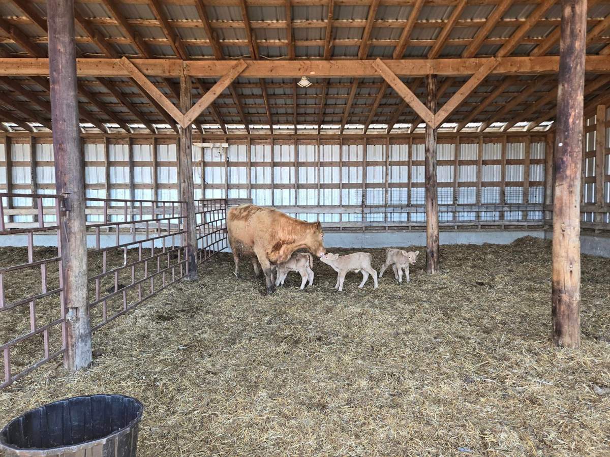 A Saskatchewan cattle family are celebrating the birth of quadruplet calves, a rare sight to see in the prairies.