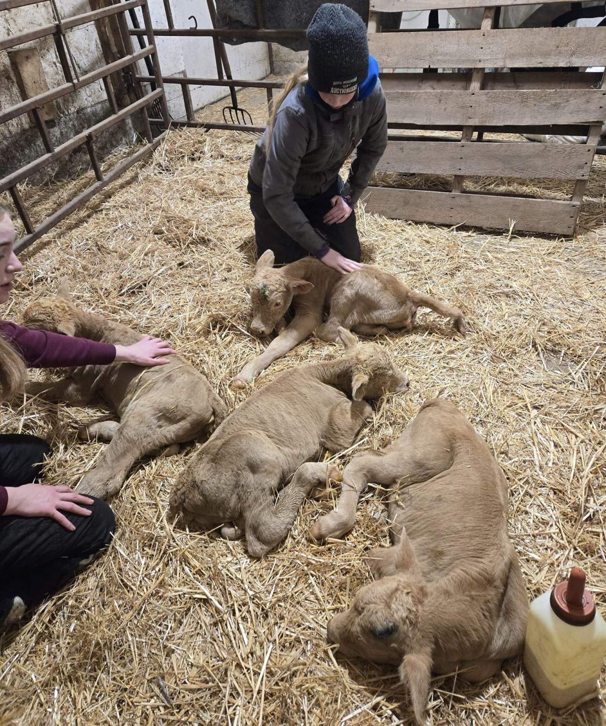 Sask. family’s cow gives birth to rare set of quadruplets - image