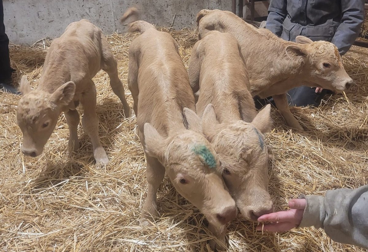 A Saskatchewan cattle family are celebrating the birth of quadruplet calves, a rare sight to see in the prairies.