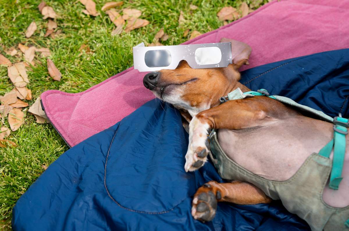 Igor’s owner, Mika Barzilay, not in picture, puts eclipse glasses on the snoozing dog for a photograph while waiting the solar eclipse Monday, April 8, 2024 at Zilker Metropolitan Park in Austin, Texas. The pair with Barzilay’s friend drove from Houston at 4 a.m. for viewing of the eclipse. (Yi-Chin Lee/Houston Chronicle via AP)