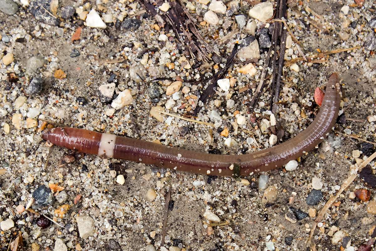 This July 2, 2014, image provided by Susan Day shows a mature Asian jumping worm found in Madison, Wis. The species is distinguishable from other earthworms by the presence of a creamy gray or white band encircling its body. (Susan Day/UWâ€“Madison Arboretum via AP)
