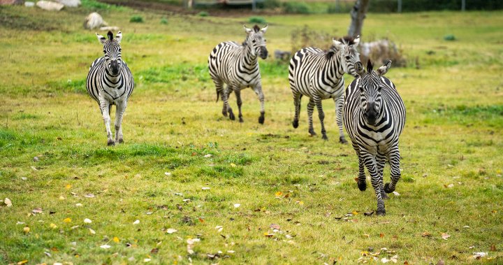 Зоологическата градина в Саскатун получава официална собственост върху зебри