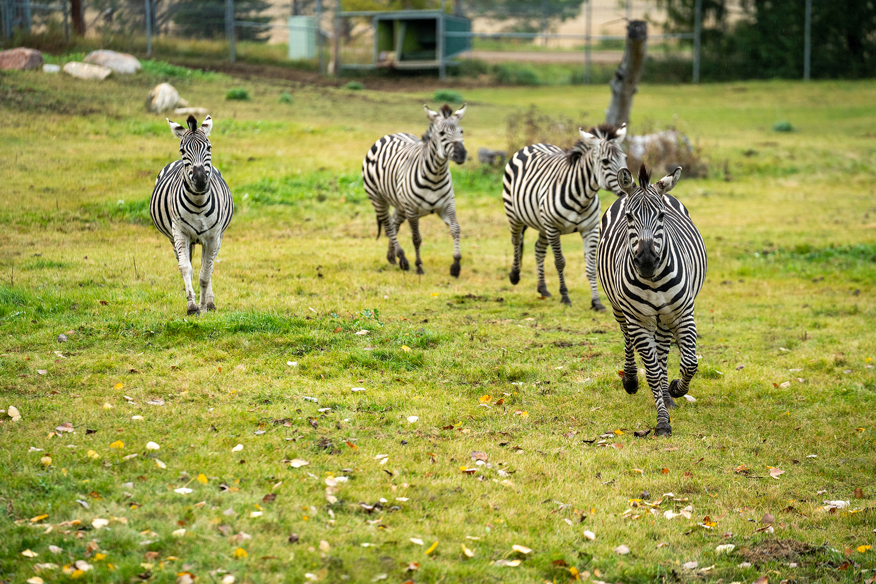 Saskatoon zoo obtains official ownership of zebras