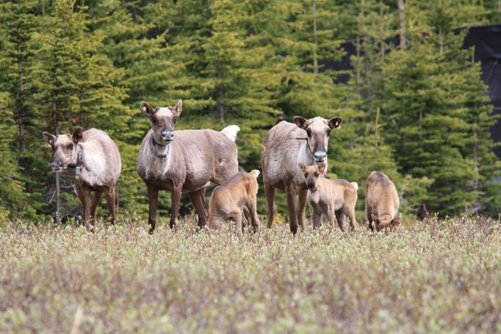 Caribou herds in Alberta, B.C., growing from wolf culls, cow pens: study