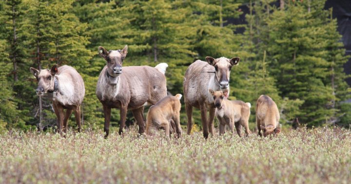 Стада карибу в Алберта, Британска Колумбия, растат от бракувани вълци, кошари за крави: проучване