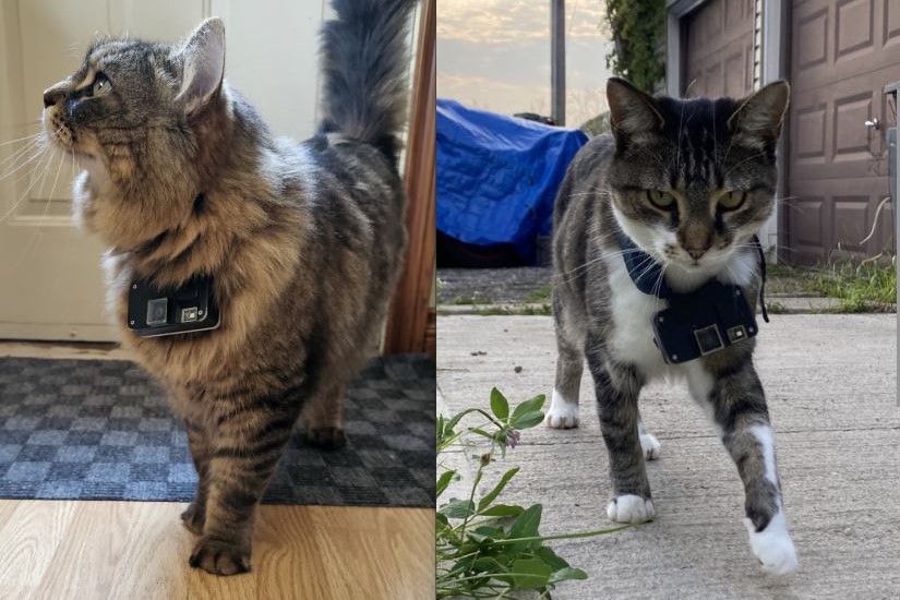 Притежавате котка която се скита из квартала Чудили ли сте се