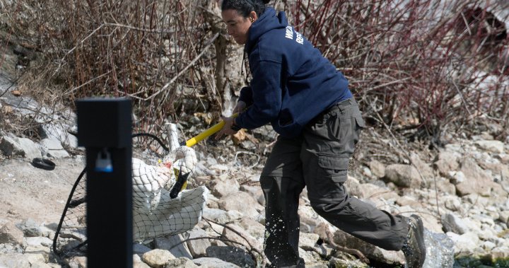 „Магическото“ събиране на партньори лебеди в Торонто става вирусно