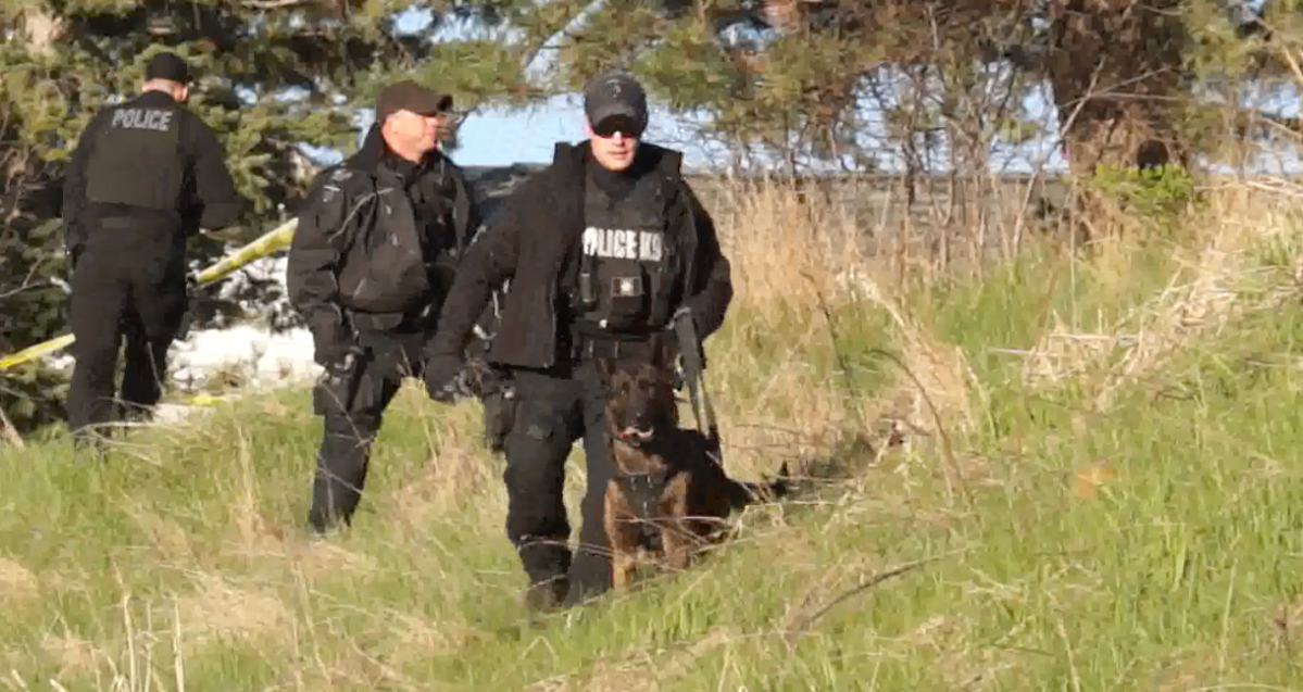 Police use the canine unit to help look for a shooting suspect in the Crystal Drive area.