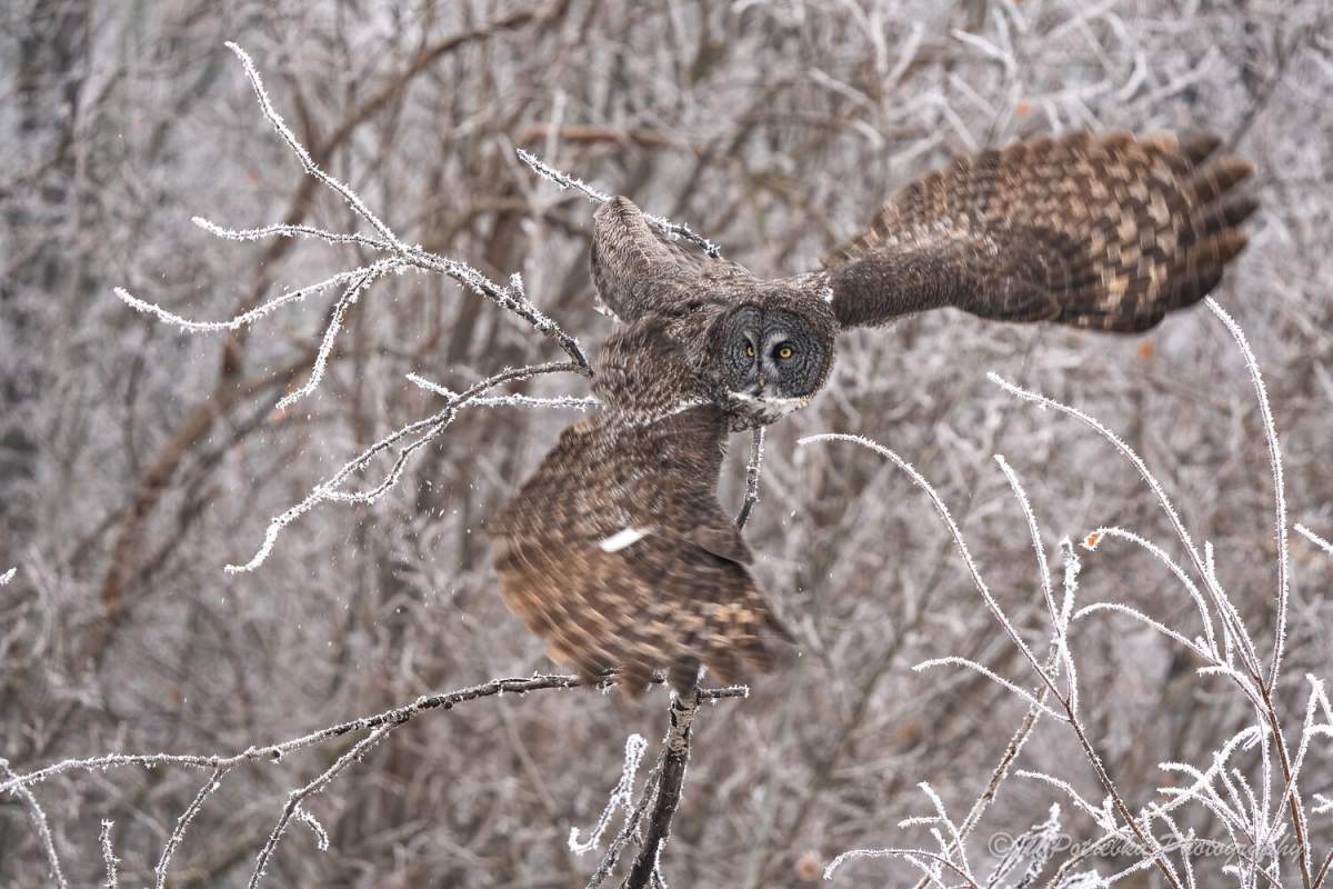 Potrebka says great grey owls are one of his favourite species to capture.